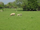 IMG_0346