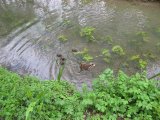 IMG_0421