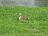 IMG_0606