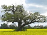 Ancient oak in a field of rape